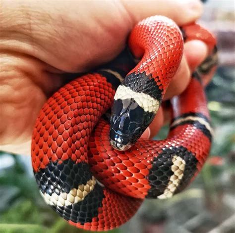 sinaloan milk snake gucci